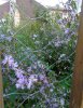 asters543.jpg