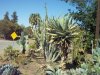 cactus garden e.jpg