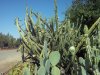 cactus garden f.jpg