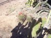 cactus garden g.jpg