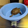 Getting weighed 7-20 vet check.jpg