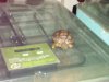 desert tortoise irregular scutes.jpg