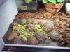 desert tortoise babies 11-12-18.jpg