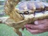 injured sulcata a.jpg