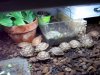 desert tortoise babies 11-27-18 a.jpg