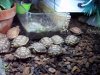 desert tortoise babies 11-27-18 b.jpg