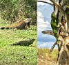 Iguanas - Markham Park 12-01-2018.JPG