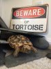 2018-10-06_Terri_the_Tortoise_Emerges_from_Slate_Hide-Olga-iPhone6-6580-UNC_2448x3264.jpg