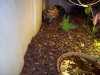 baby desert tortoise 04-02-17.jpg