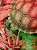 tortoises 1.jpg