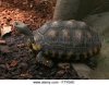south-american-yellow-footed-tortoise-aka-brazilian-giant-tortoise-f7y0ae.jpg