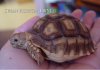 sulcata-hatchling-4-web_orig.jpg