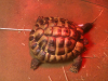 image-2783264903.png