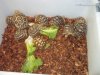 reptile show 5.jpg