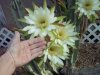 Cactus 4-18-14 b.jpg