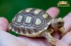 sulcata hatchling a.jpg