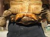 Male Sulcata.jpg