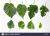 white-mulberry-tree-leaves-bulgaria-morus-alba-G6R39K.jpg