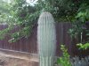 cactus 5-23-19 f.jpg