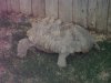 deformed tortoise a.jpg