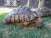 deformed tortoise b.jpg