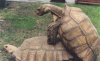 sulcata_breeding.JPG