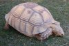 sulcata-tortoise-2-500.jpg