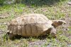 sulcata-tortoise.jpg