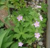 geranium_blooms.jpg