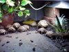 Chase's tortoise sengo 6-24-19.jpg
