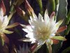 cactus 6-28-19 b.jpg