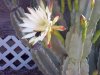 cactus 6-28-19 c.jpg