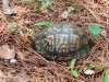 Turtle June 14 2018 1 - Copy.jpg