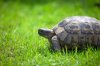 tortoise-expert-death.jpg