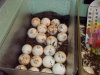 leopard eggs 7-7-19.jpg