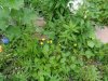 hawkweed_in_bloom.jpg