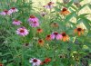 orange_and_purple_coneflower.jpg