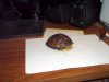 9-18 box turtle 7-10-19 a.jpg