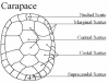 turtle carapace diagram.png