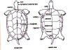 turtle plastron diagram.jpg