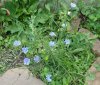 chicory_and_sedum.jpg