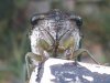 cicada face.jpg
