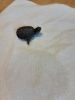 baby turtle3.png