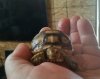 Tortoise 8-10-19.jpg