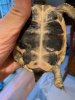 Tortoise 9-4-19.jpg