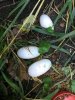 serrata eggs.jpg