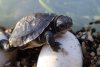 Baby-Blandings-Turtle.jpg