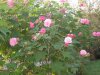hibiscus_confederate_rose_2_1024x1024.jpg