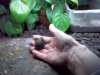 box turtle babies 10-10-19 c.jpg