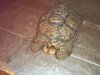 beak problem tortoise 2 a.jpg